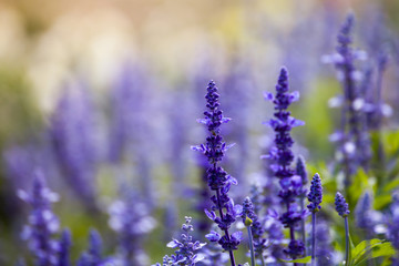 lavender flowers, close-up, selective focus