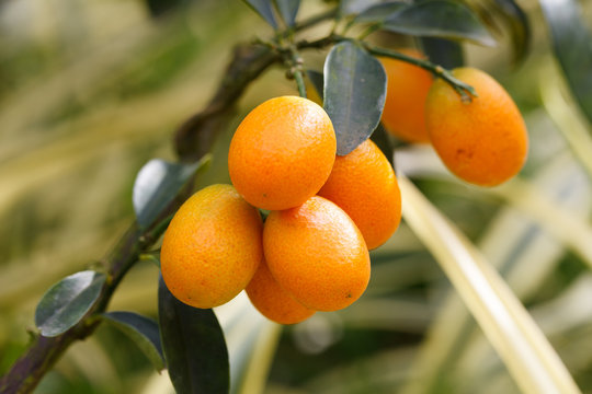 orange kumquat fruit on the tree