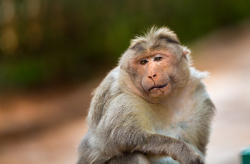 Obraz premium The Macaque diaries. The bonnet macaque is a macaque endemic to southern India. Its distribution is limited by the Indian Ocean macaque. These art part of the big Banyan tree troop Bangalore India.