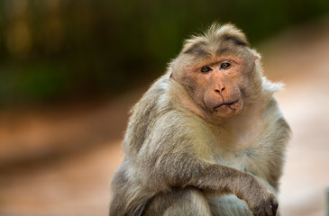 The Macaque diaries. The bonnet macaque is a macaque endemic to southern India. Its distribution is limited by the Indian Ocean macaque. These art part of the big Banyan tree troop Bangalore India.