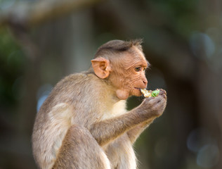 Fototapeta premium The Macaque diaries. The bonnet macaque is a macaque endemic to southern India. Its distribution is limited by the Indian Ocean macaque. These art part of the big Banyan tree troop Bangalore India.