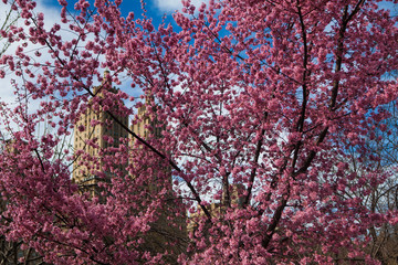 Spring in the central park