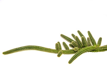 Cactus on white background