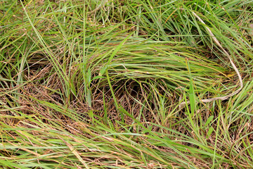Grass Background 3