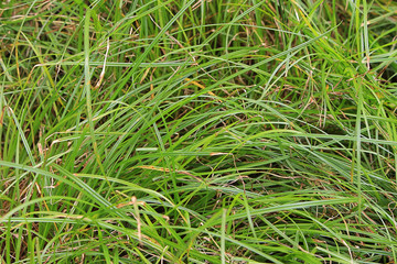 Grass Background 1