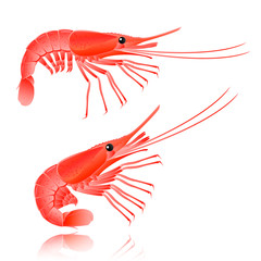 Shrimp prawn cooked isolated on white photo-realistic vector ill