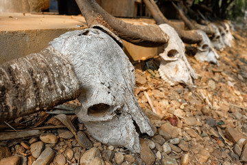 skull buffalo Thailand