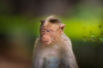 The Macaque diaries. The bonnet macaque is a macaque endemic to southern India. Its distribution is limited by the Indian Ocean macaque. These art part of the big Banyan tree troop Bangalore India.