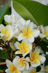 Obraz premium white frangipani tropical flower, plumeria flower fresh blooming