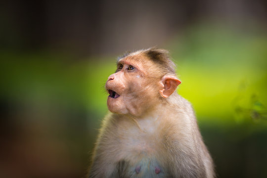 The Macaque diaries. The bonnet macaque is a macaque endemic to southern India. Its distribution is limited by the Indian Ocean macaque. These art part of the big Banyan tree troop Bangalore India.