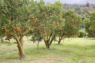 Orange tree garden