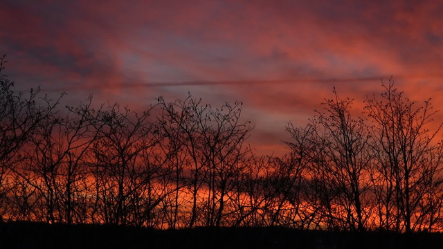 Red and orange clouds in the colorful sky at sunset silhouette alder shrubs.
