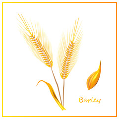 Barley ears of wheat in vector illustration