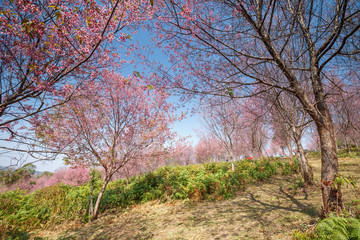 Sakura flowers blooming blossom in PhuLomLo Loei Province , Thai