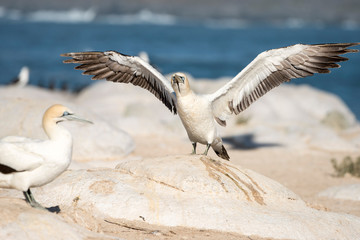 cape Gannet flying