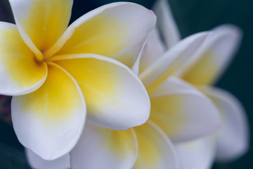 Obraz premium white frangipani tropical flower, plumeria flower blooming