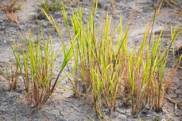 green grass on cracked soil in garden