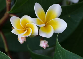 Cercles muraux Frangipanier white frangipani tropical flower, plumeria flower blooming