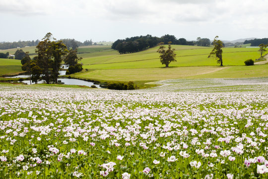 Poppy Field - Tasmania - Australia