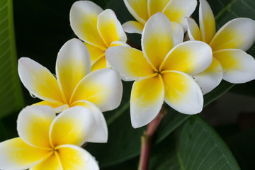 white frangipani plumeria tropical flower with water drops