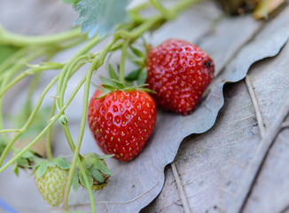 Closeup fresh strawberry on strawberry farm.Soft focus.