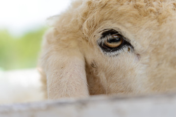 Obraz premium Closeup sheep in farm.