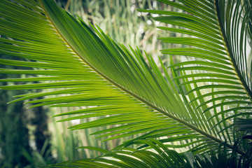 Fototapeta na wymiar green leaf natural background
