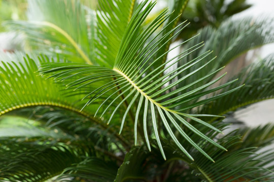 green leaf natural background