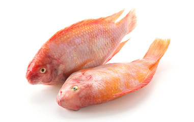 Obraz premium Red Tilapia