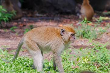 Monkey