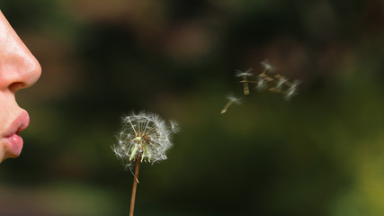 Blowing Dandelion