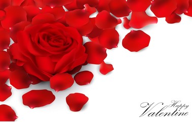 Red roses and rose petals on white background