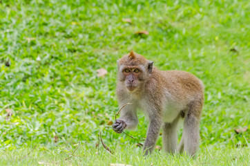 Monkey