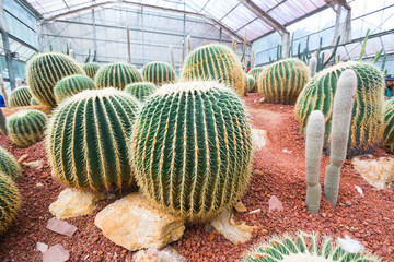 Cactus Garden
