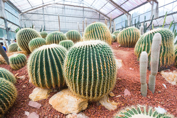 Cactus Garden
