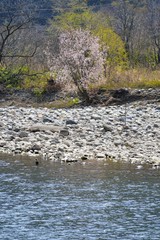 川原の桜