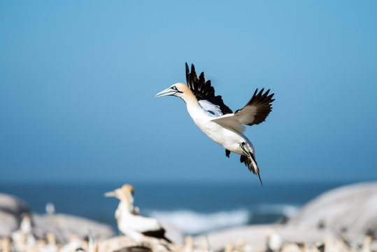 cape Gannet flying