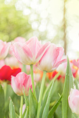 tulips in the flower garden