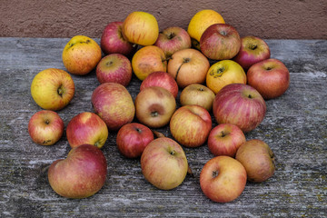 Fallobst, Äpfel (Malus domesticus)