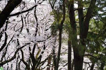 松林と桜