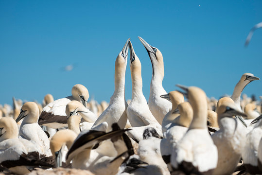 portrait of a pair of cape gannets
