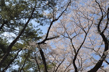 松林と桜