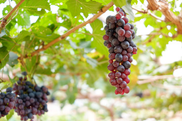 Grapes on the vine