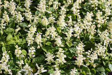 White Flower Garden
