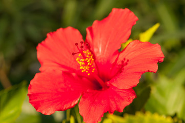 Hibiscus (Malvaceae family)