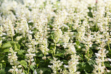 White Flower Garden