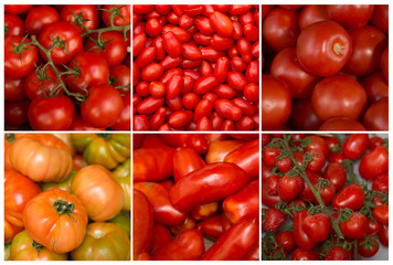Collage of different kind of tomato