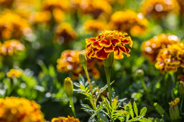 Orange Flower Garden