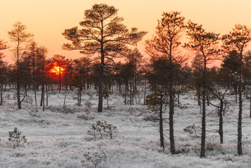 National park of Kemeri, Latvia.