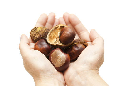 Handful of chestnuts in hands on a white background